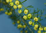 Boronia Megastigma